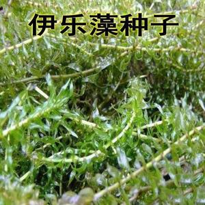 【买5斤送1斤】伊乐藻种子 伊乐草种籽 吃不败水草养虾蟹水饲料种