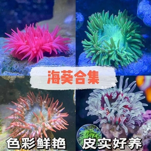 观赏海葵活体海缸生物海草海水生物宠物尼莫小丑鱼海水鱼珊瑚造景