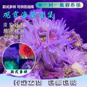 观赏海葵海水海缸生物宠物珊瑚活体造景海水鱼小丑鱼奶嘴海葵造景