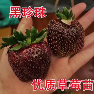 黑巴克草莓苗