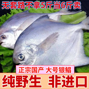 鲳鱼野生银鲳鱼白鲳鱼平鱼5斤新鲜海鲜水产鲜活冷冻日照特产