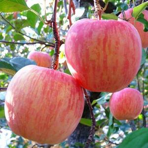 山东烟台水晶红富士苹果红富士矮化新2001条红苹果栖霞苗苹果树苗