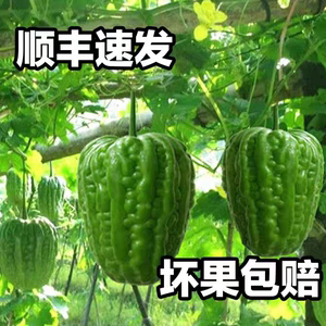 顺丰凉瓜广东蔬菜大顶苦瓜 新鲜广州 农家自种雷公凿肉厚甘凉下火