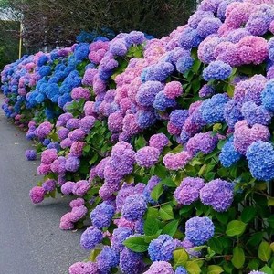 绣球花苗无尽夏花期长四季不断带花盆栽室内阳台庭院种植好养唯美