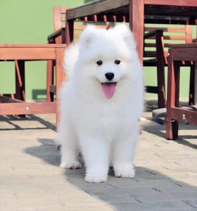 熊版萨摩犬活体狗白色大白熊雪橇犬活体宠物狗活物纯种萨摩耶幼犬