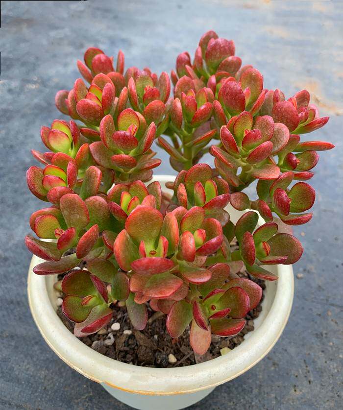 多肉姬红花月玉树老桩绿植盆栽花卉新花月锦绿植易活室内四季包邮