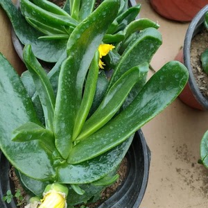 佛手掌多肉懒人植物佛手托金老桩四季翠绿新款红花佛手掌招财