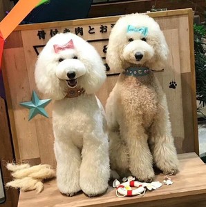 00佑佑和狗淘宝出售纯种巨型贵宾幼犬大型泰迪犬巨贵犬白色巨型泰迪