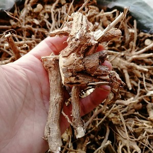 野生枸杞子树根枸杞头老根地骨皮枸杞根皮材500g煲汤料