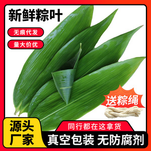 端午节包粽子专用粽叶新鲜现摘食品环保真空保鲜粽子叶