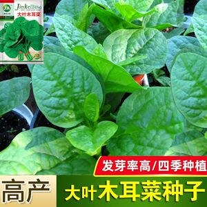 大叶木耳菜种子小青菜阳台盆栽菜种蔬菜种籽四季种植秧孑夏季菜苗