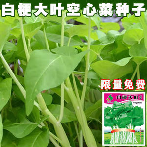 台湾白梗大叶空心菜种子大叶蕹菜种四季盆栽多次采收白骨通心菜籽