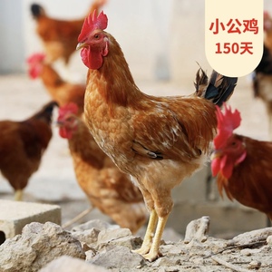 双十一活动2只江西散养土鸡跑山谷饲150天以上土鸡童子鸡包邮