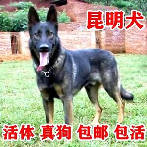 昆明犬真幼犬活体巨型昆明犬大型看家护院狼狗幼崽昆明狼犬护卫犬