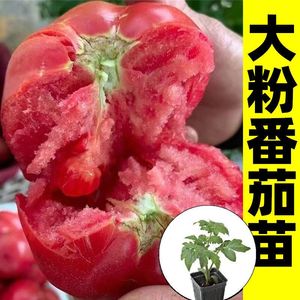 大粉番茄柿子秧苗沙瓤大果番茄种苗四季小番茄种子超甜番茄蔬菜苗