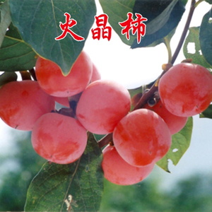 富平苹果大磨盘牛心日本脆甜柿子苗树盆栽地栽柿子树果苗嫁接果树