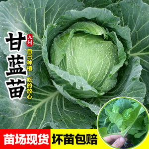 绿甘蓝苗秧苗高产包菜种子苗大头菜苗春秋大田菜园莲花白蔬菜苗孑