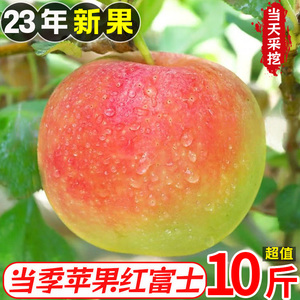 山西红富士苹果新鲜10斤当季水果整箱包邮脆甜嘎啦冰糖心丑萍果9