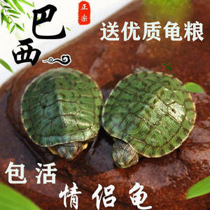 乌龟活物大巴西龟活体宠物龟长寿观赏龟绿色小彩龟饲养活物红耳龟