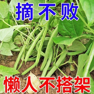 无架地豆种子苗高产不搭架豇豆豆角种孑春夏秋菜豆矮生四季豆种籽