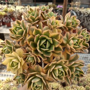 多肉星爆法师老桩精品绿植法师大桩子大颗超大多肉法师老桩