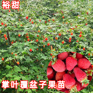 掌叶覆盆子苗南方盆栽野果生三月泡树莓刺莓野草莓鲜果树