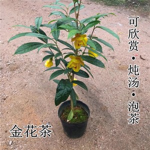 防城金花茶树苗金茶花四季盆栽花卉凹脉黄樽带花苞名贵好养山茶花