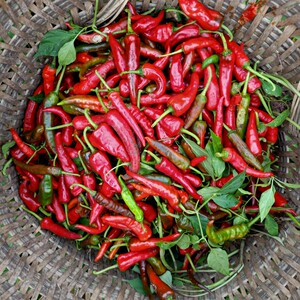 四川本地土辣椒正宗土辣椒老品种红辣椒农家自种土广椒剁椒辣椒酱