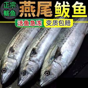 【顺丰】青岛大鲅鱼新鲜冷冻马鲛鱼鲜活海鲜鱼鲅鱼馅饺子燕鲅鱼段