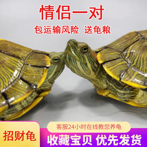 巴西龟苗宠物淡水龟红耳龟水龟招财龟小乌龟活物龟粮外塘龟情侣龟