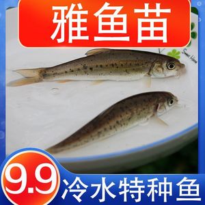 雅鱼苗淡水养殖食用耐活易养冷水鱼稀有冷水特种鱼四川重庆小鱼苗