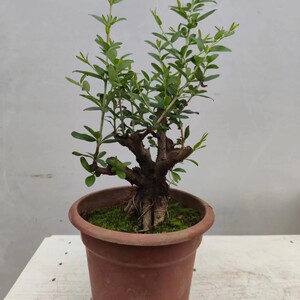 小石榴树老桩白玉石榴矮化盆栽小观赏室内挂果矮霸小叶白玉石榴树