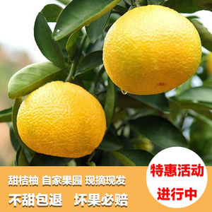 福建武夷山甜桔柚建阳橘柚现摘新鲜新鲜水果非庆元会昌礼盒装包邮