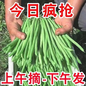 四季豆新鲜现摘10斤云南无筋豆蔬菜芸豆扁豆刀豆长豆角整箱包邮