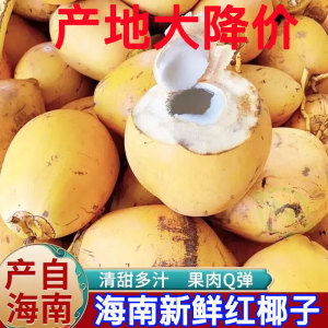 海南红椰子三亚特产新鲜水果黄金椰子九个装包邮现摘带皮送开椰器