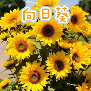 【向日葵】光辉岁月花卉盆栽（好看好养耐寒，花期长，多年生）