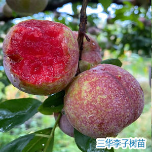 6号血桃树苗早熟5月成熟鸡血桃北方南方种当年结果果树苗0人付款35