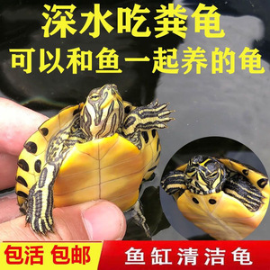 深水乌龟黄耳龟鱼缸混养小乌龟活物稀有纯种吃粪龟冷水观赏宠物龟