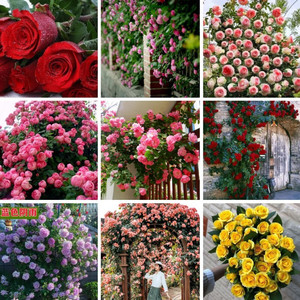 蔷薇花种子爬藤月季四季开花爬墙攀援庭院室花卉盆栽植物玫瑰种子
