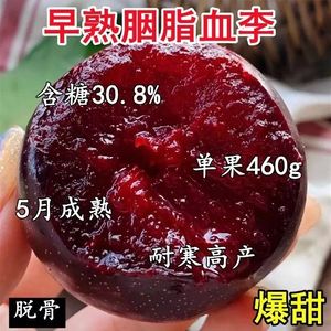 嫁接胭脂血李子树苗新品种特大南方北方种植抗寒盆栽地栽当年结果