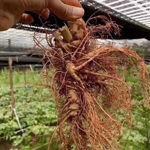 正宗三七苗 野生竹节参 三七树田七花盆卧室内花卉竹节生苗新鲜