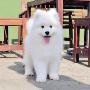 纯种萨摩耶幼犬活体微笑天使纯白色雪橇犬萨摩耶中型家养宠物狗狗