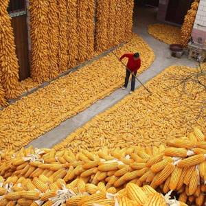 蠡玉18 抗倒矮杆玉米高产玉米种子大田春夏播白轴杂交玉米种子