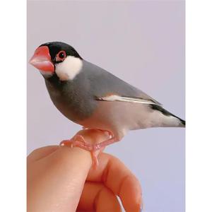 【爆款】观赏鸟幼灰手玩鸟活体一对珍珠白文鸟宠物鸟珍珠鸟繁殖