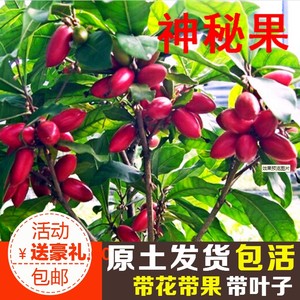 神秘果树苗四季开花当年结果变味果盆栽果树带叶带花带果包活