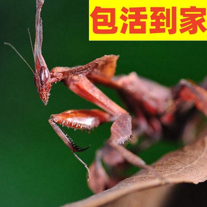 非洲幽灵螳螂活体宠物昆虫活体眼斑大刀广斧大魔花刺花兰花螳螂