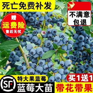 蓝莓树果苗盆栽南方北方种植带果花苞耐寒奥尼尔l25蓝梅树蓝莓苗