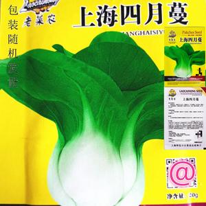 (阳台)上海四月蔓四月慢青菜四季上海青种子上海青菜四月慢菜种