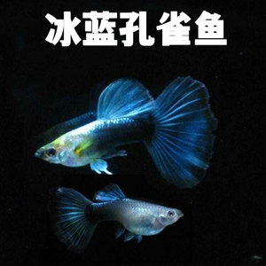 冰蓝孔雀鱼 纯种孔雀 泰国大耳鸿运红扇凤尾鱼 小型胎生鱼热带鱼