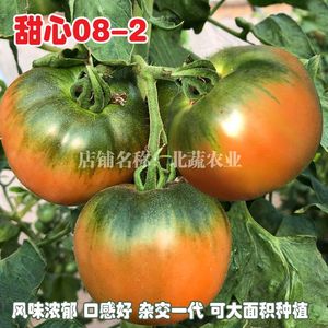 东北铁皮柿子种籽苗丹东草莓西红柿种孑水果番茄种子脆甜春季四季